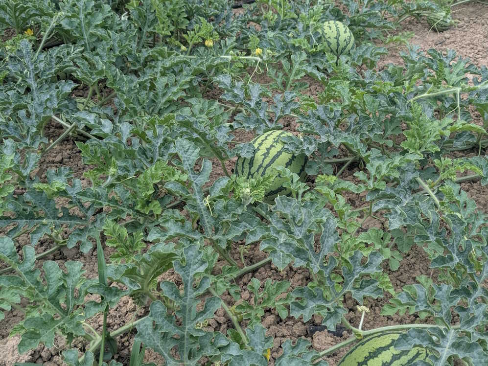 HEU vom G�u - Bondorf